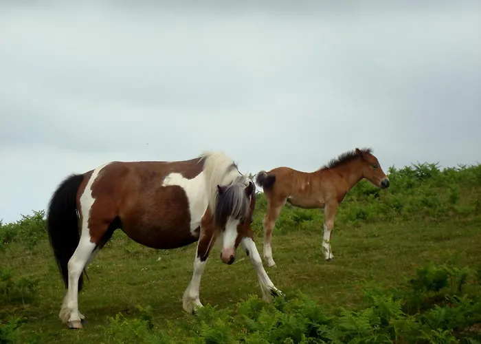 Maison Typique Basque En Pleine Campagne